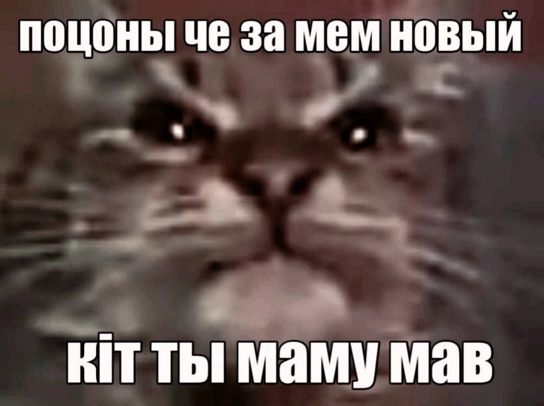 поцоны че за мем новый KIT ты маму мав