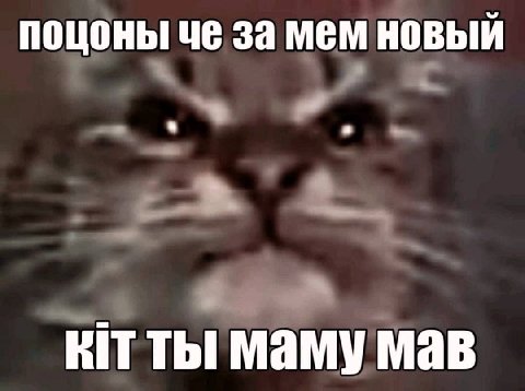 поцоны че за мем новый KIT ты маму мав