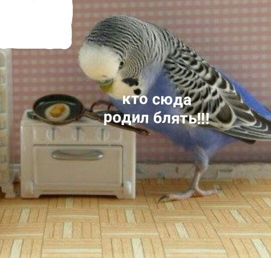 кто сюда родил бляты!