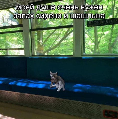 моеи нужен пах и шашлыка