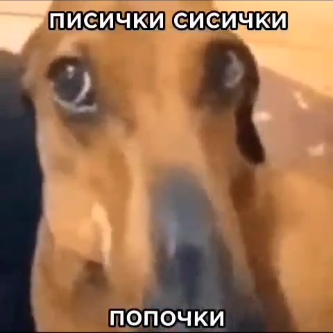 ПИсИчКИеисички ПИсИчКИисички
