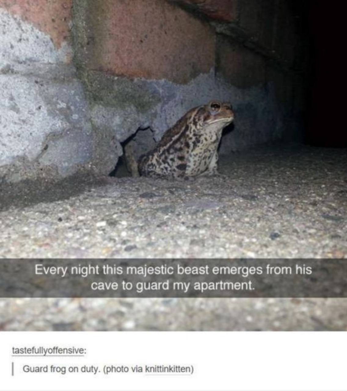О я Every night this majestic beast emerges from his cave to guard my apartment. tastefullyoffensive Guard frog on duty. (photo via knittinkitten)