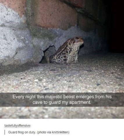 О я Every night this majestic beast emerges from his cave to guard my apartment. tastefullyoffensive Guard frog on duty. (photo via knittinkitten)