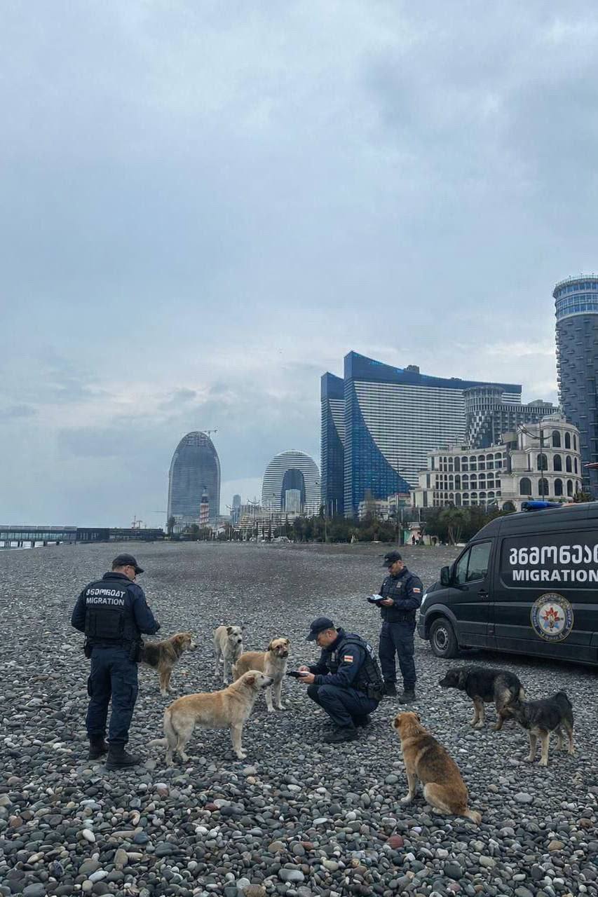 плохие новости батумских псов депортнули