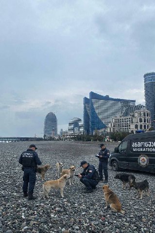плохие новости батумских псов депортнули