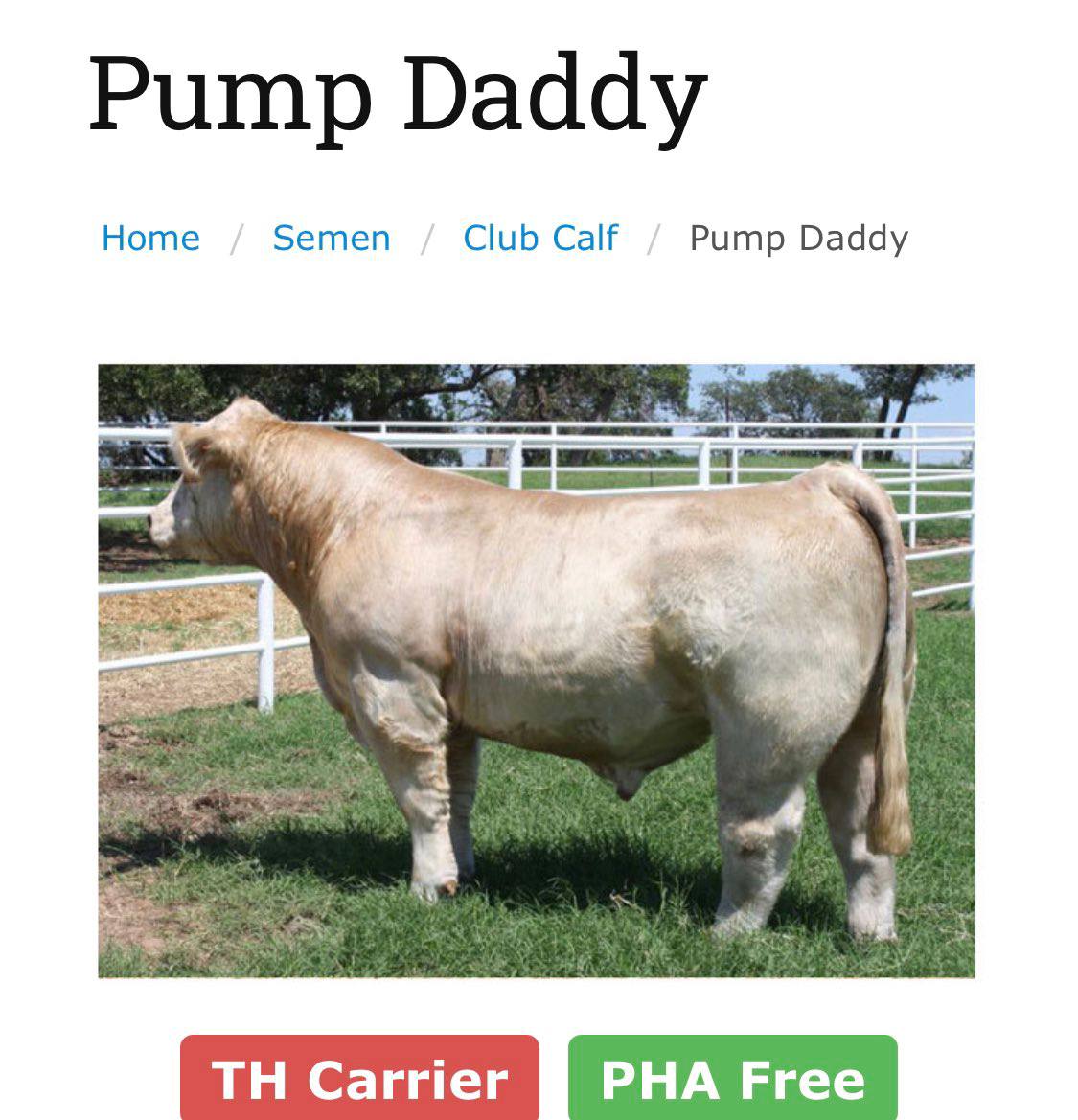 Ноте Semen Club Calf Pump Daddy 7 Carrier PHA Free