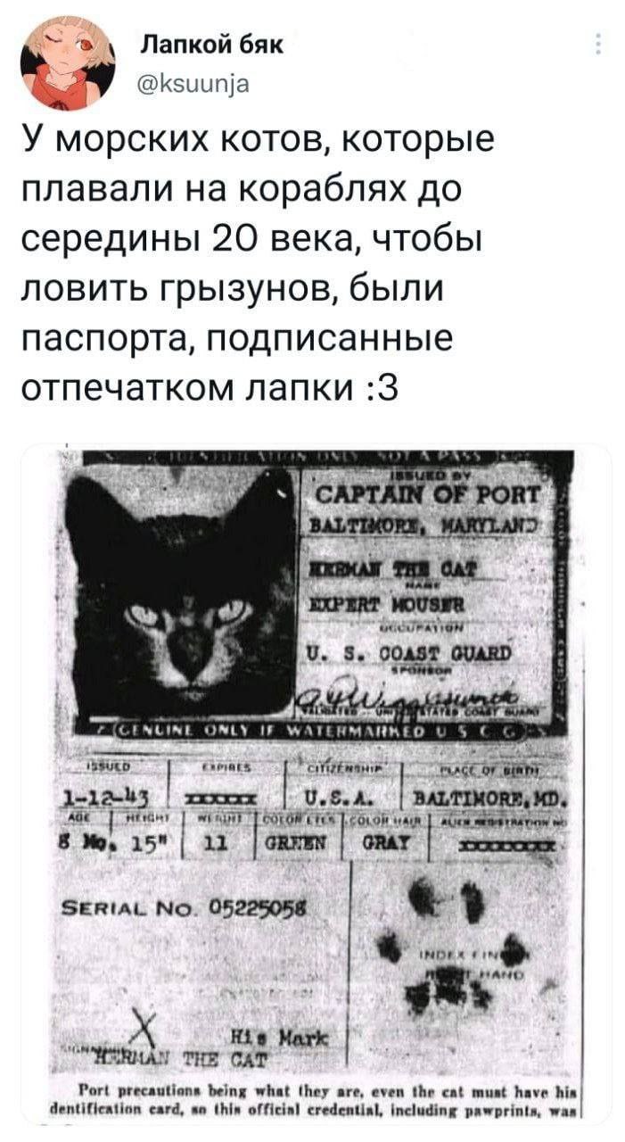 Лапкой бяк @ksuunj У морских котов, которые плавали на кораблях до середины 20 века, чтобы ловить грызунов, были паспорта, подписанные отпечатком лапки :3 PORT EXPERT 3. 90 GUARD INLY IF OF U.S.A, 11 