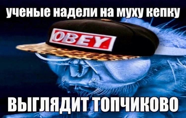 ученые надели на муху кепку ВЫГЛЯДИТ
