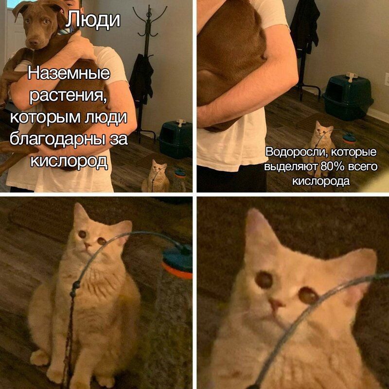 Люди Наземные растения, которым люди благодарны за 4 7 „аВодоросли, которые кислород} выделяют 80% всего кислорода