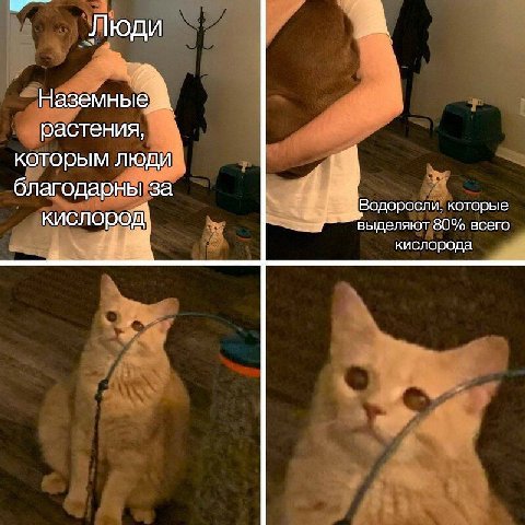 Люди Наземные растения, которым люди благодарны за 4 7 „аВодоросли, которые кислород} выделяют 80% всего кислорода