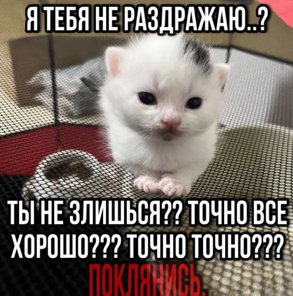 Я ТЕБЯ НЕ РАЗДРАЖАЮ..? ТЫ HE ТОЧНО BCE. Х0Р0ШО??? ТОЧНО