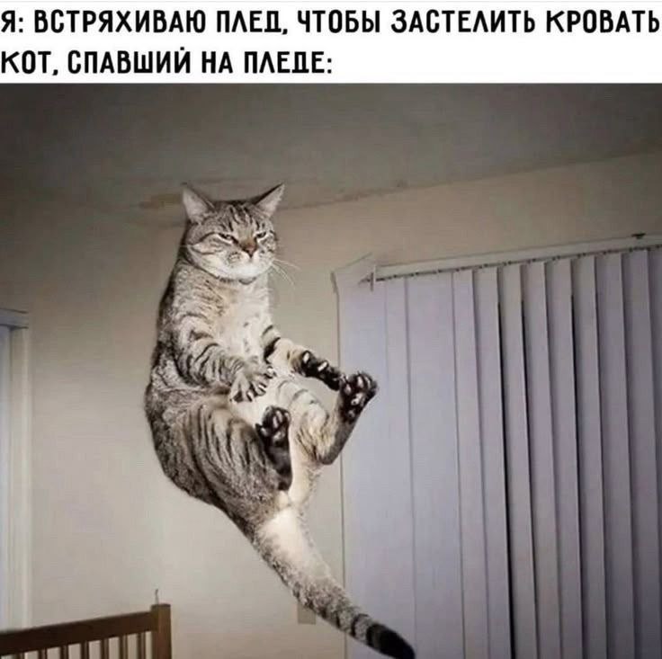 Я: ВСТРЯХИВАЮ ПЛЕД, ЧТОБЫ ЗАСТЕЛИТЬ КРОВАТЬ КОТ, СПАВШИЙ НА ПЛЕЛЕ: