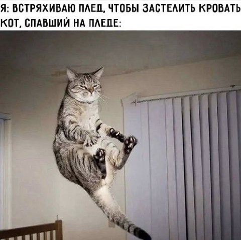 Я: ВСТРЯХИВАЮ ПЛЕД, ЧТОБЫ ЗАСТЕЛИТЬ КРОВАТЬ КОТ, СПАВШИЙ НА ПЛЕЛЕ: