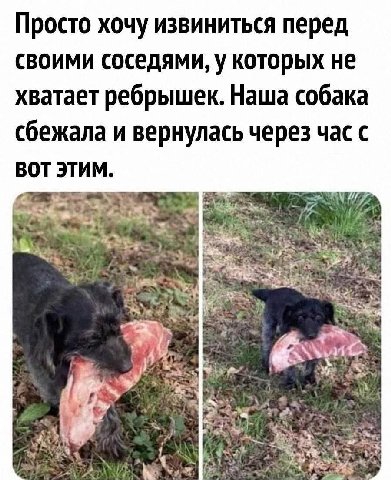 Просто хочу извиниться перед своими соседями, у которых не хватает ребрышек. Наша собака сбежала и вернулась через час с BOT ЭТИМ. Я О