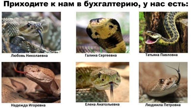 Приходите к нам в бухгалтерию, у нас есть: Wars; Mink a a Любовь Николаевна Галина Сергеевна Татьяна Павловна Надежда Игоревна Елена Анатольевна Людмила Петровна