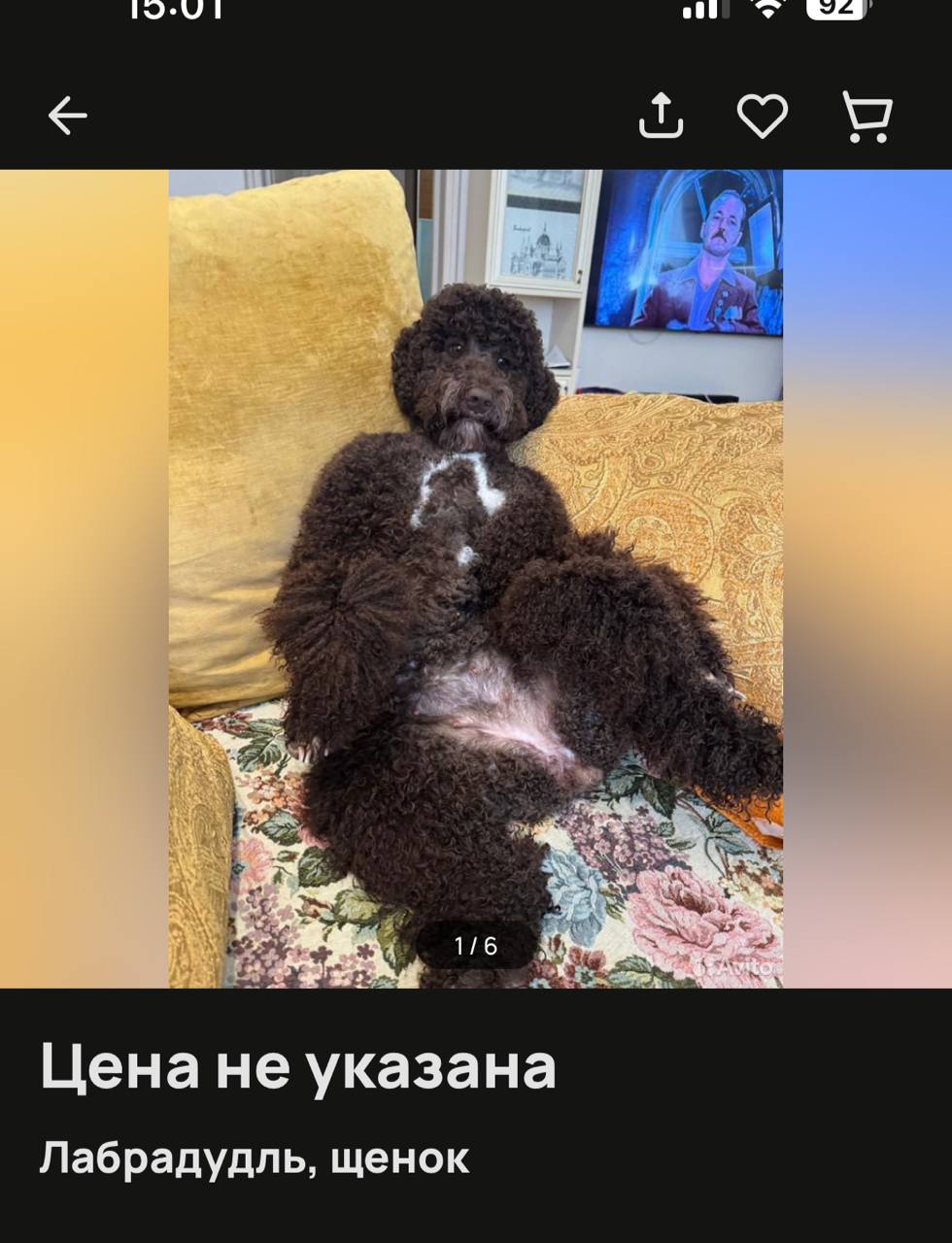 93 Я Цена не указана Лабрадудль, щенок