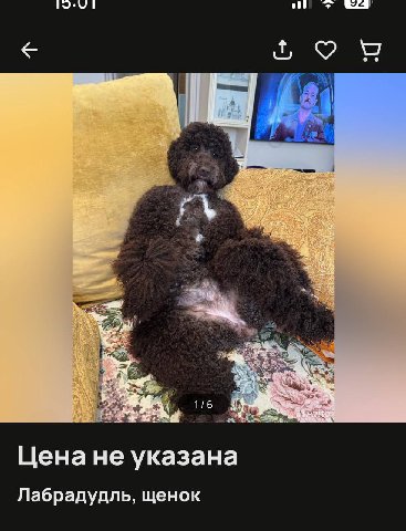 93 Я Цена не указана Лабрадудль, щенок