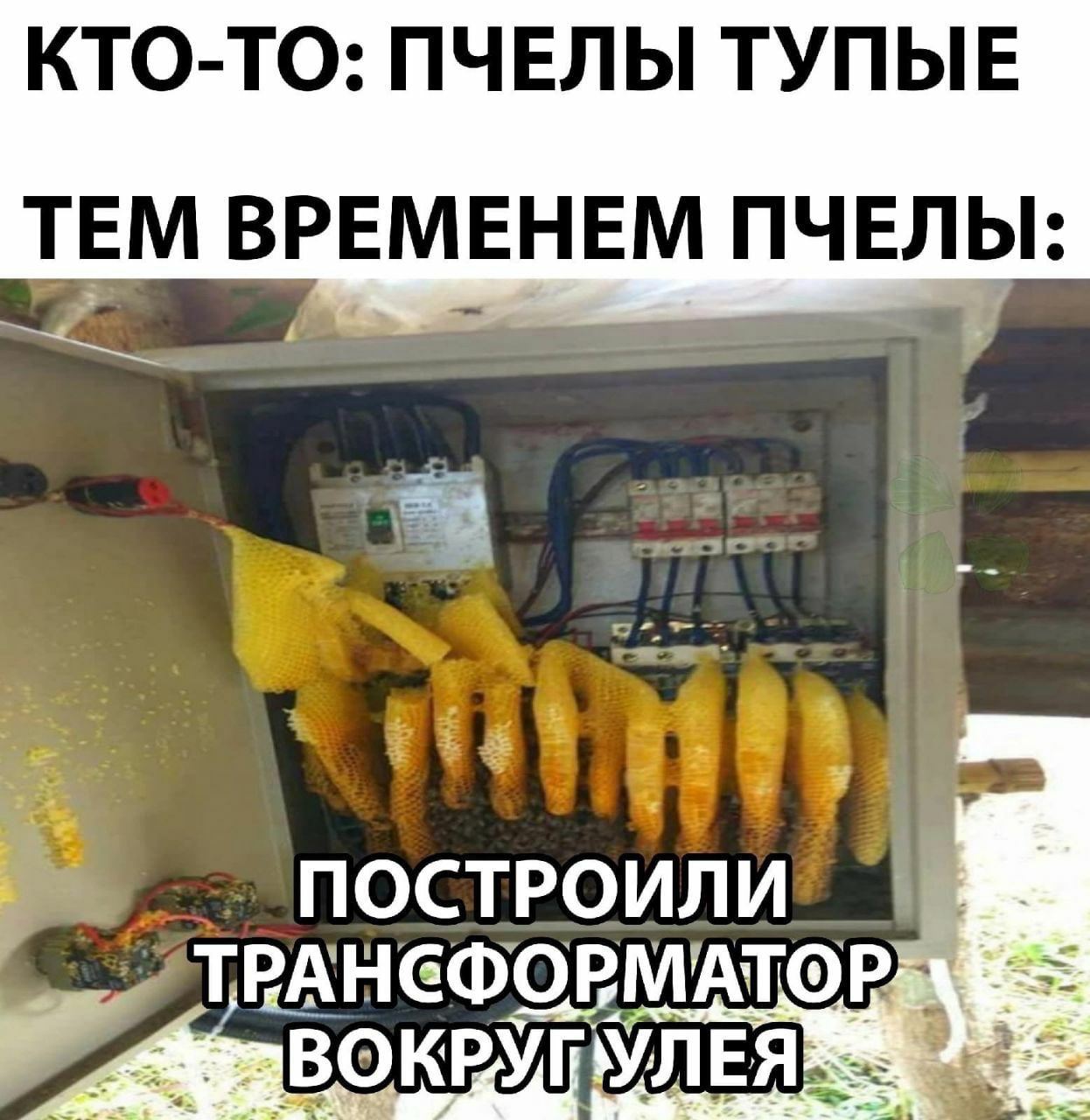 КТО-ТО: ПЧЕЛЫ ТУПЫЕ ТЕМ ВРЕМЕНЕМ ПЧЕЛЫ: у ПОСТРОИЛИ! ВОКРУПУЛЕЯ