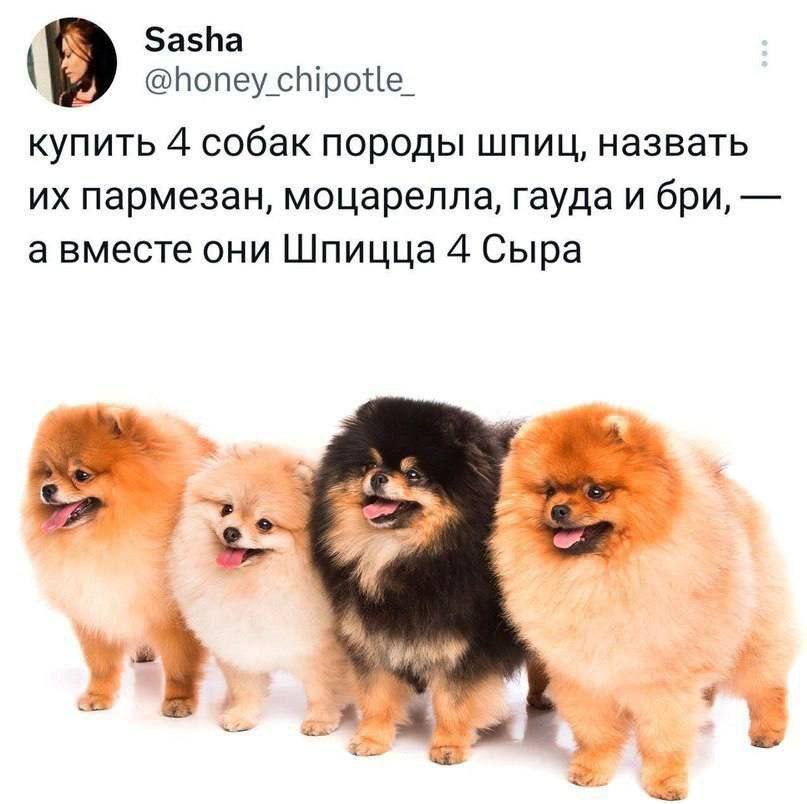 Sasha @honey chipotle_ купить 4 собак породы шпиц, назвать пармезан, моцарелла, гауда и бри, а вместе они Шпицца 4 Сыра