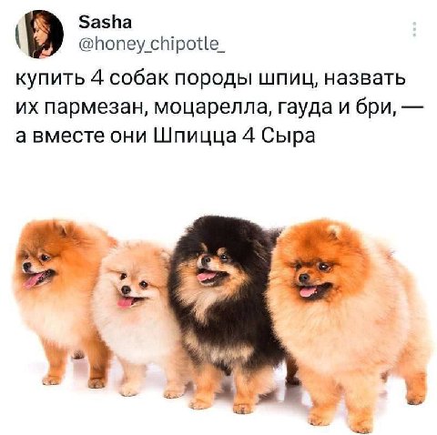 Sasha @honey chipotle_ купить 4 собак породы шпиц, назвать пармезан, моцарелла, гауда и бри, а вместе они Шпицца 4 Сыра