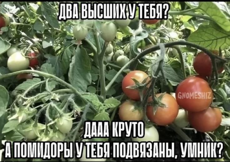 4 ПОМИДОРЫ TEGO ПОДВЯЗАНЫ,