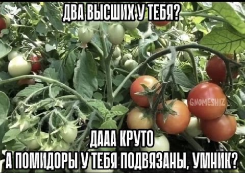 4 ПОМИДОРЫ TEGO ПОДВЯЗАНЫ,