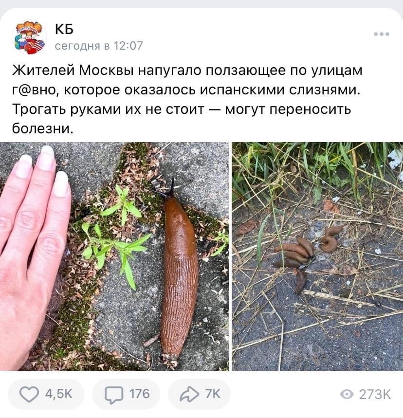 сегодня в 12:07 Жителей Москвы напугало ползающее по улицам которое оказалось испанскими слизнями. Трогать руками не стоит могут переносить болезни. у a i fae (7 176
