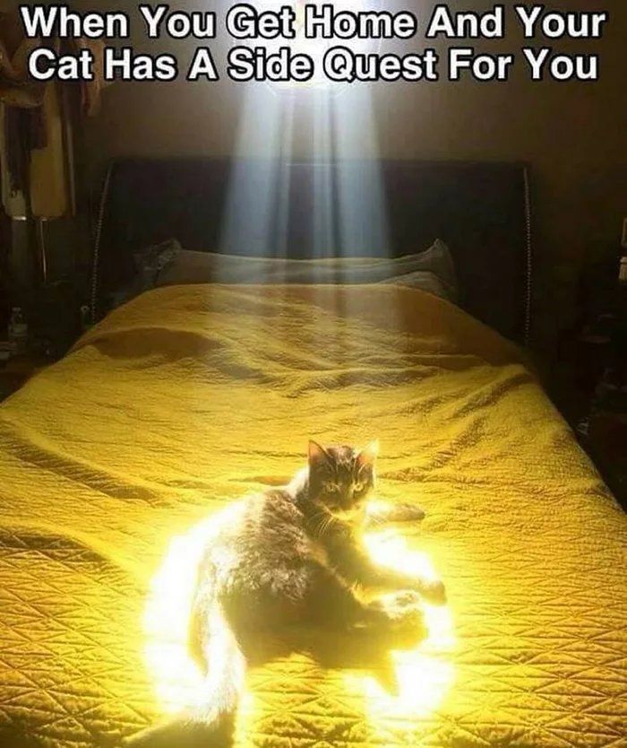 When You And Your Cat Has А SideJQuest For You