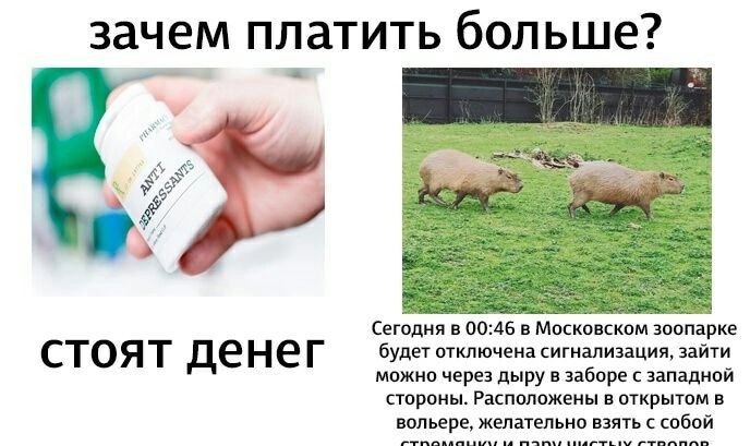 зачем платить больше? 00:46 в Московском зоопарке будет отключена сигнализация, зайти стоят денег можно через дыру в заборе с западной стороны. Расположены в открытом в вольере, желательно взять с соб