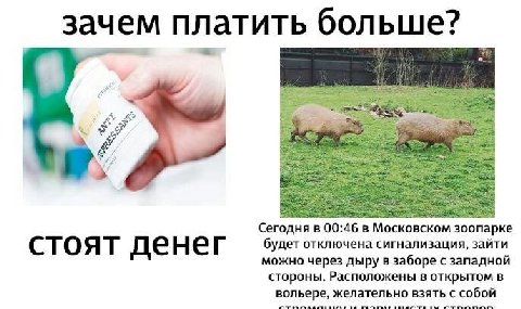 зачем платить больше? 00:46 в Московском зоопарке будет отключена сигнализация, зайти стоят денег можно через дыру в заборе с западной стороны. Расположены в открытом в вольере, желательно взять с соб
