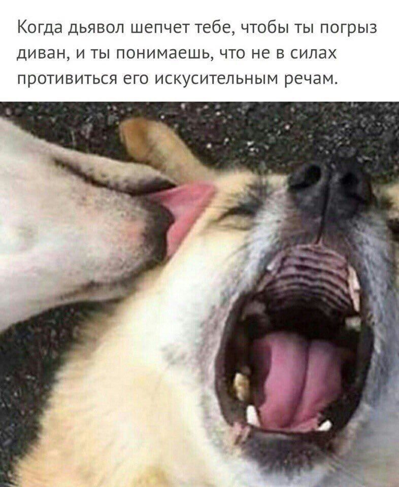 Когда дьявол шепчет тебе, чтобы ты погрыз диван, и ты понимаешь, что не в силах противиться его искусительным речам. у у