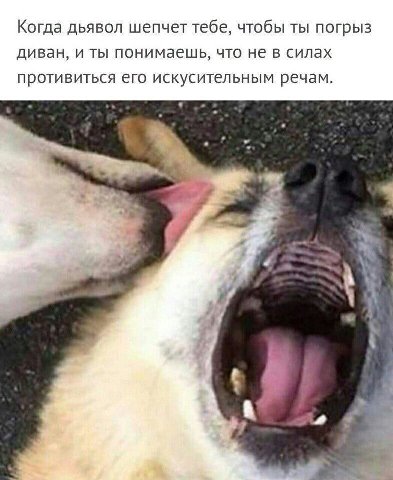 Когда дьявол шепчет тебе, чтобы ты погрыз диван, и ты понимаешь, что не в силах противиться его искусительным речам. у у