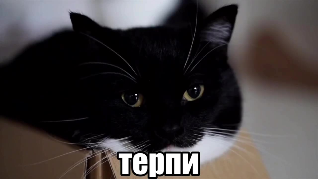 терпи”