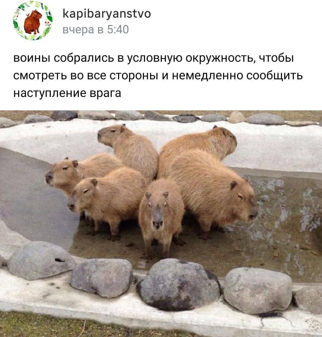 4 Kapibaryanstvo вчерав 5:40 воины собрались в условную окружность, чтобы смотреть во все стороны и немедленно сообщить наступление врага a