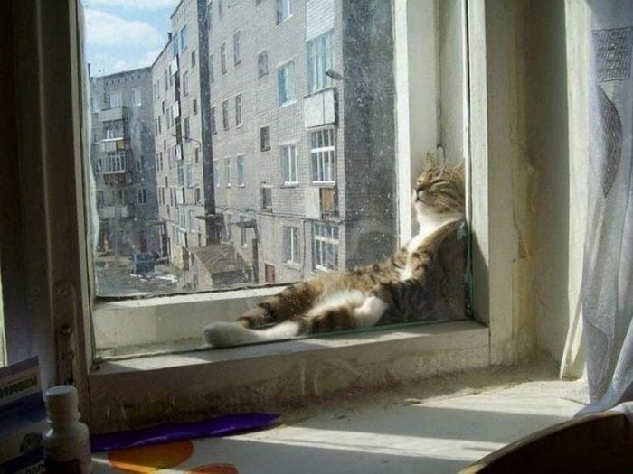 Суббкота, мемов не будет