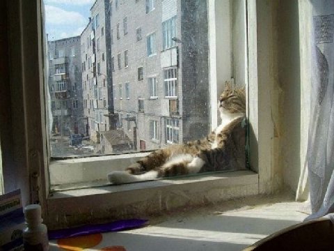 Суббкота, мемов не будет