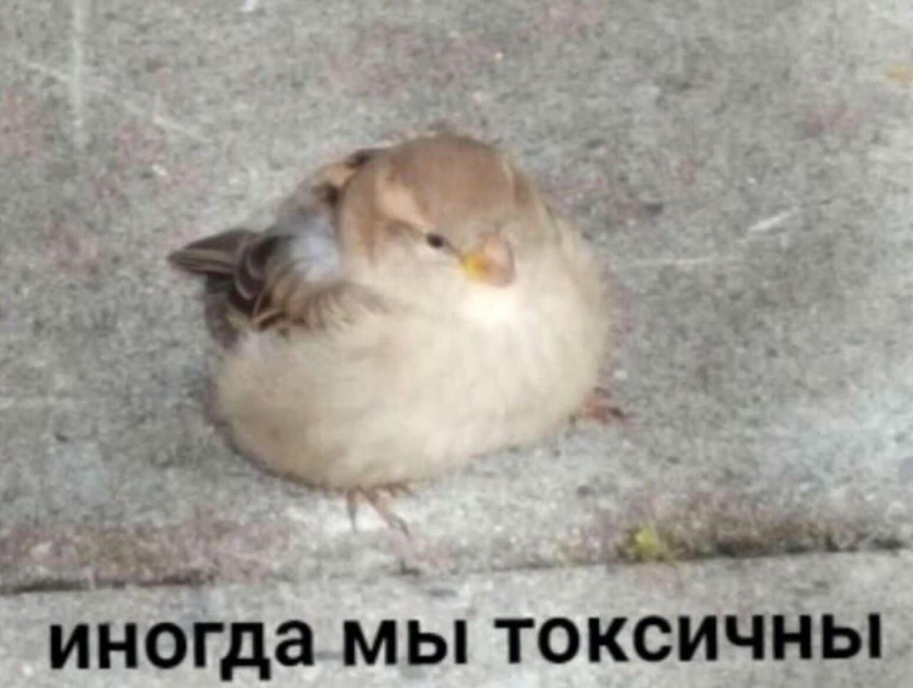 иногда мы токсичны