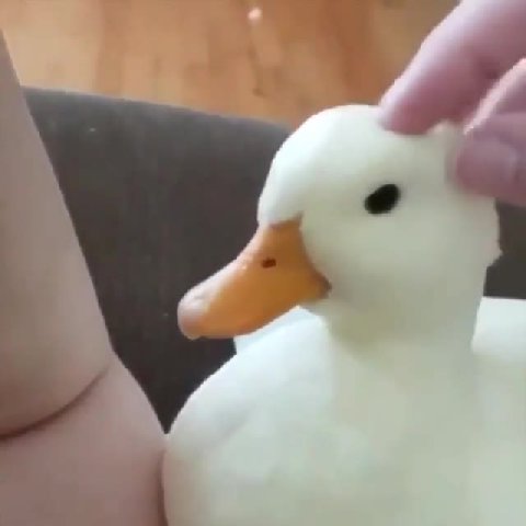 мем