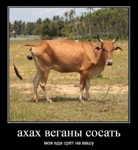ахах веганы сосать моя еда срёт на вашу