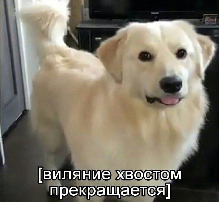 [виляние хвостом прекращается]
