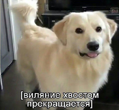 [виляние хвостом прекращается]