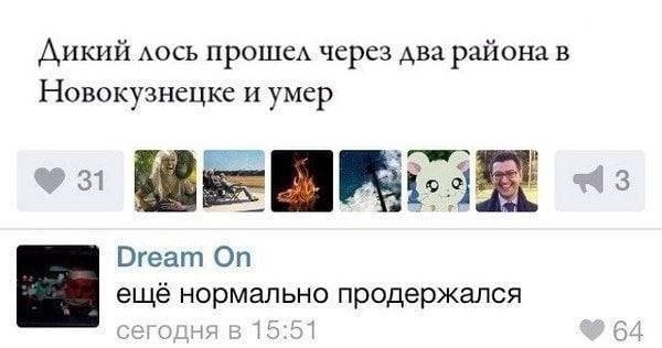 Дикий лось прошел через два района В Новокузнецке и умер i Dream On ещё нормально продержался