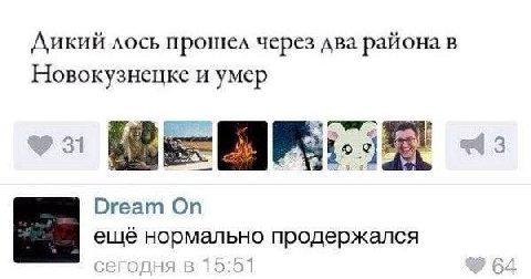 Дикий лось прошел через два района В Новокузнецке и умер i Dream On ещё нормально продержался