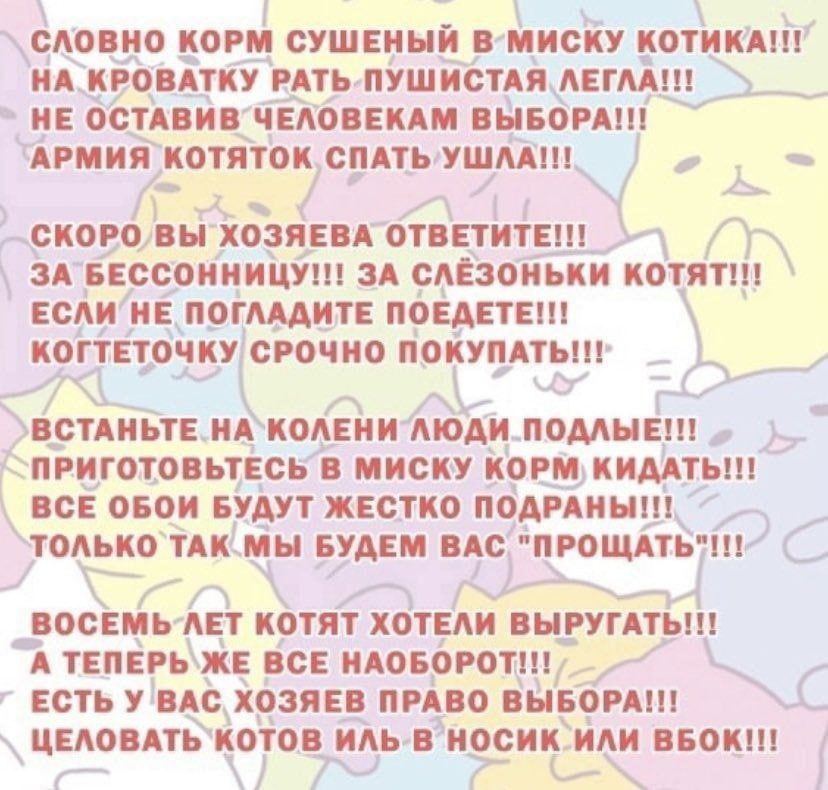 CAOBHO KOPM СУШЕНЫЙ В-МИСКУ KOTHKA!!! НА КРОВАТКУ РАТЬ.ПУШИСТАЯ ЛЕГЛА!!! НЕ OCTABMB ВЫБОРА!!! АРМИЯ KOTATOK СКОРО, Bbi ХОЗЯЕВА OTBETHTE!!! ЗА БЕССОННИЦУ!!! ЗА СЛЁЗОНЬКИ ЕСЛИ HE ПОГЛАДИТЕ ПОЕДЕТЕ!!! КО