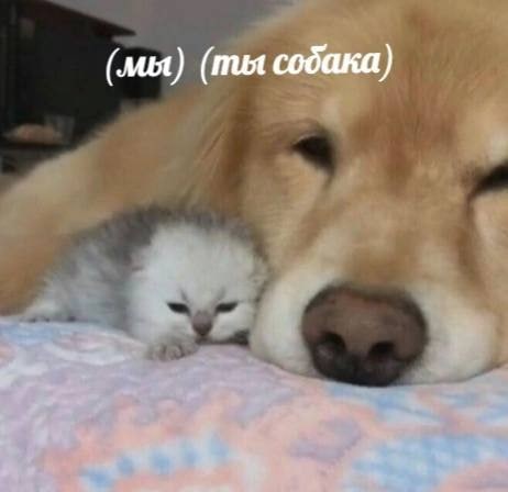 (мы) (ты содака)