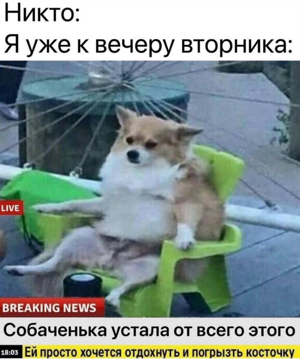 Никто: Я уже к вечеру вторника: BREAKING NEWS 18:03 просто хочется отдохнуть и погрызть косточку