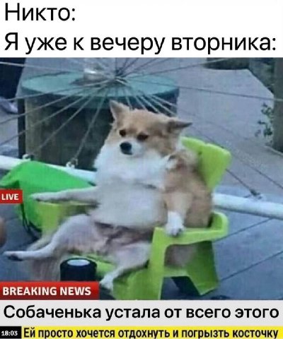 Никто: Я уже к вечеру вторника: BREAKING NEWS 18:03 просто хочется отдохнуть и погрызть косточку