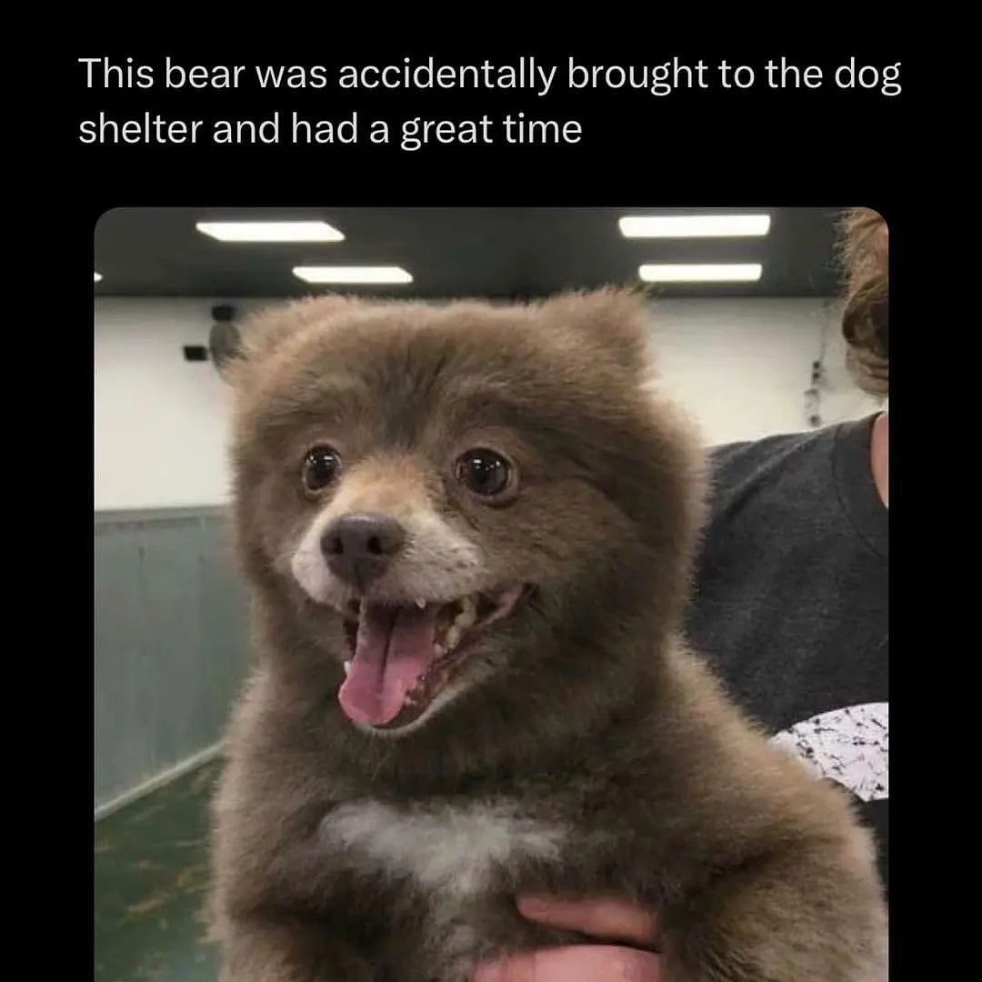 This bear was accidentally brought to the dog shelter and had a great time
