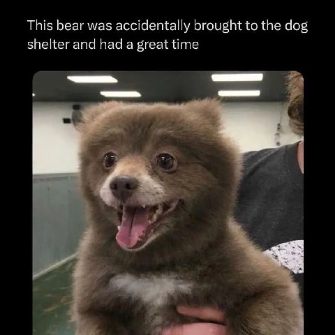 This bear was accidentally brought to the dog shelter and had a great time