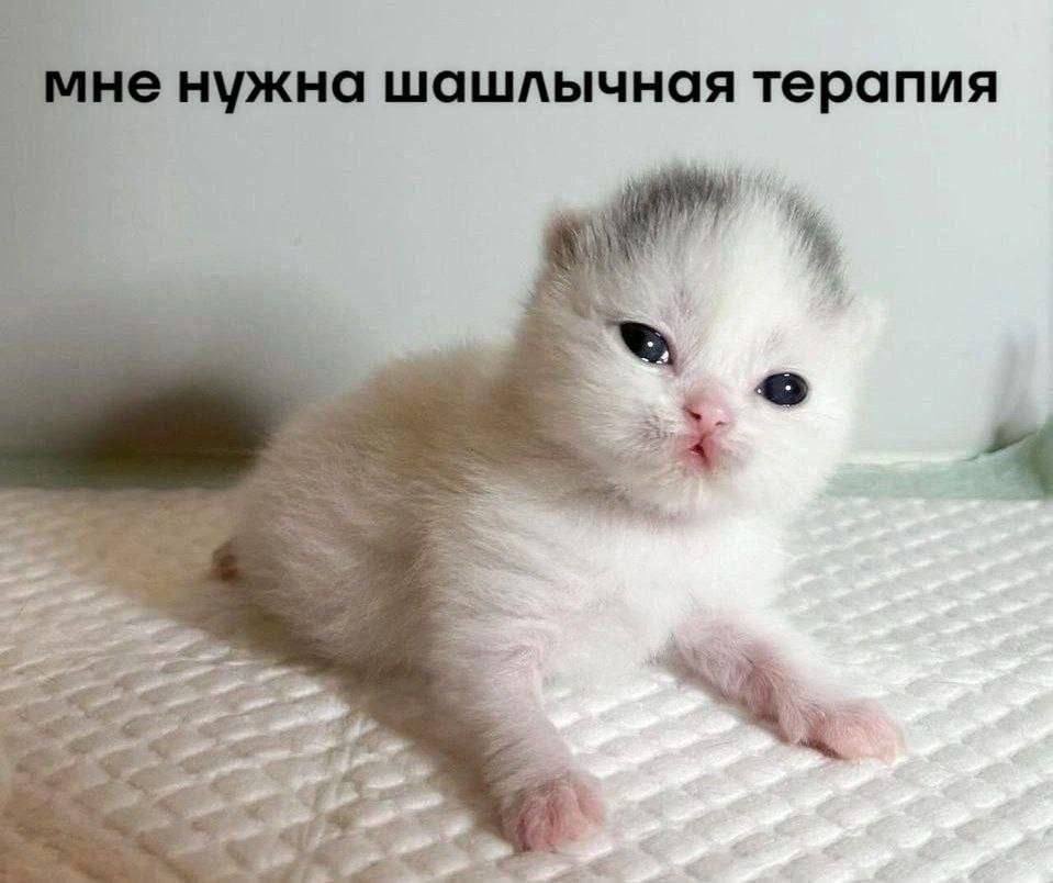 1 мне нужна шашлычная терапия 4 в.